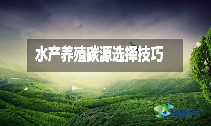 水產養殖碳源選擇技巧:提升效益與可持續性的關鍵
